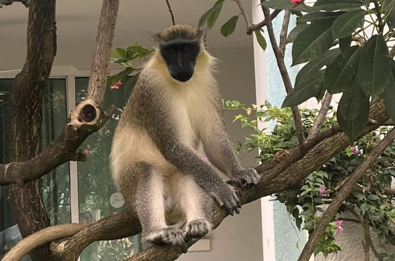 Wild Barbados green monkey sitting in a tree at Sandals Royal Barbados