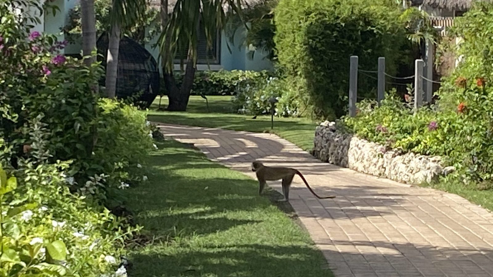 Green monkey spotted on the grounds of Sandals Royal Barbados